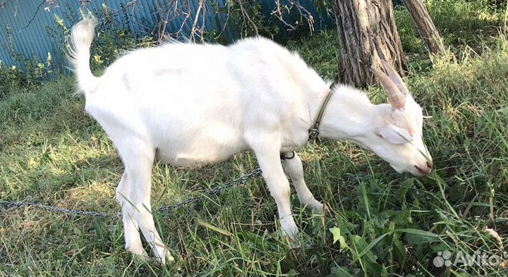 Козлики/козочки