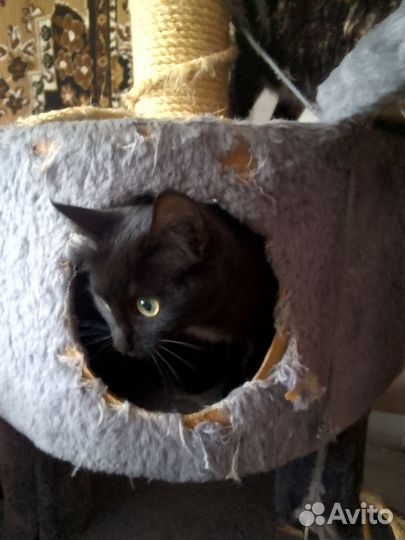 Кошки в добрые руки