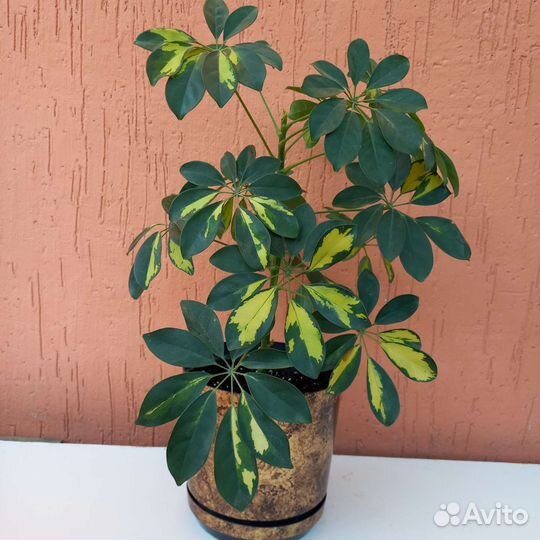 Домашние цветы