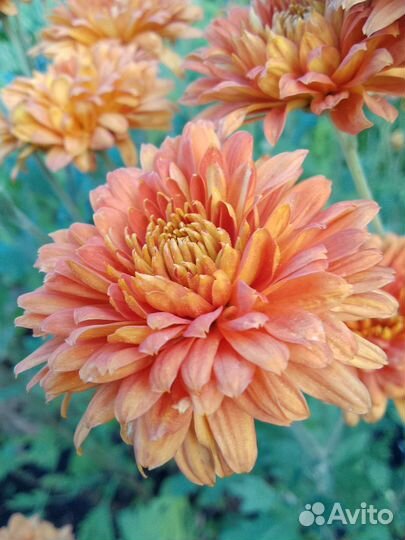 Хризантемы корейские, монарда красная