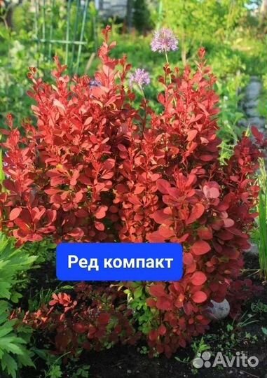 Саженцы барбариса