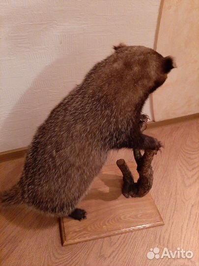 Чучело барсука