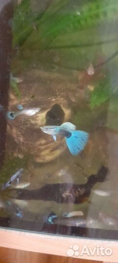 Гуппи голубые чистые линии