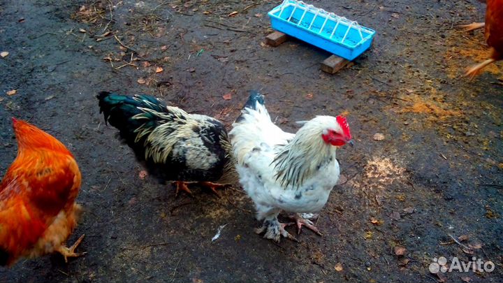 Домашняя птица