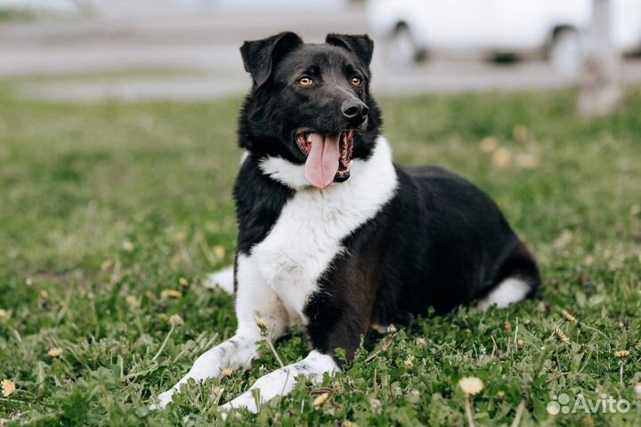 Красавчик Курт в дар бесплатно