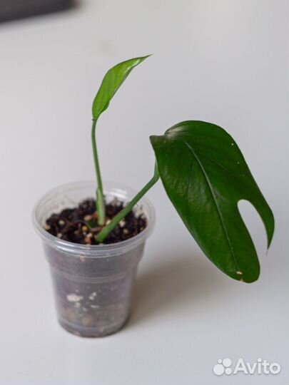 Эпипремнум пиннатум