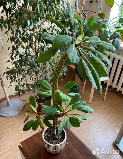 Молочай ребристый кактус