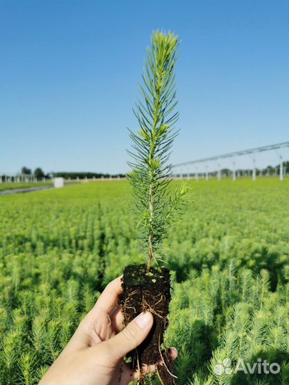 Сеянцы для лесовостановления