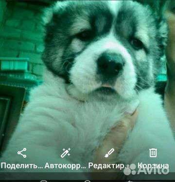 Вязка кобель