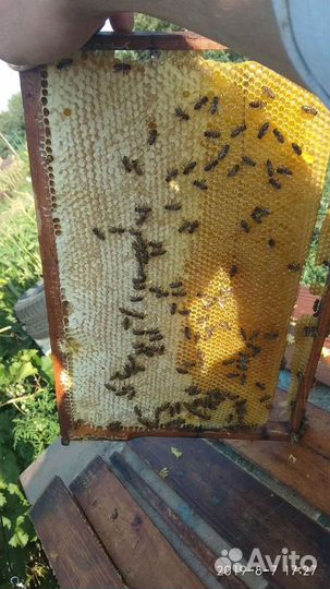 Мёд акация свежий