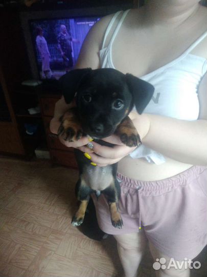 Щенки маленькой породы в добрые руки бесплатно