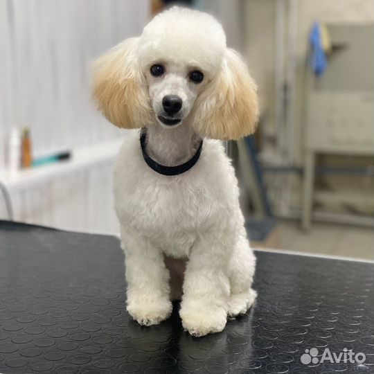 Груминг. Стрижка собак. Экспресс-линька. Вычес