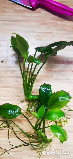 Ламариопсис, анубиас