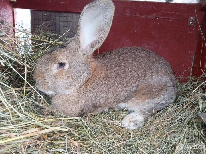 Продам кроликов, самцы