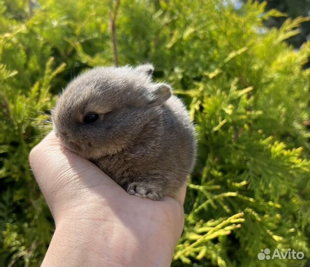 Миноры, миниатюрные декоративные крольчата