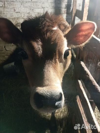 Телочка джерси