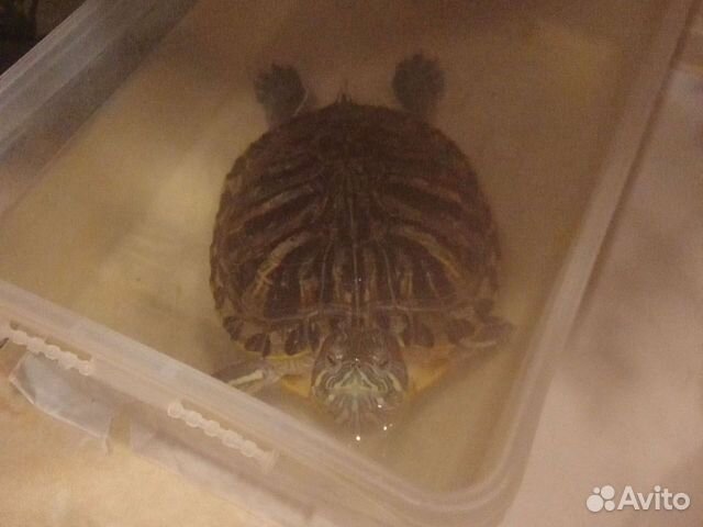 Красноухая черепаха с аквариумом объявление продам