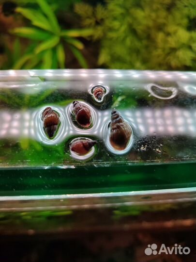 Грунтовые улитки Мелании;Гигрофила; Папоротник