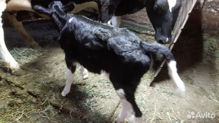 С/х животные