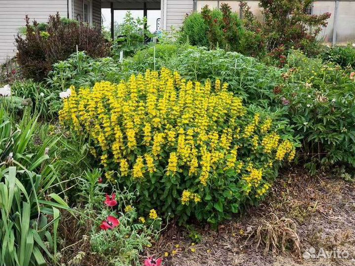 Вербейник (Лизимахия)