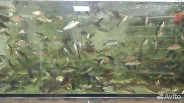 Живец карась