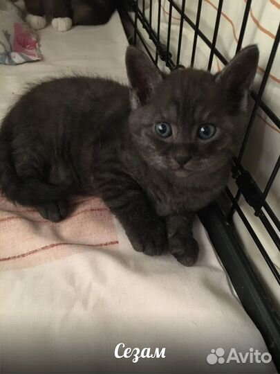 Котенок 2 месяца