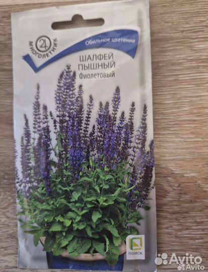 Шалфей дубравный