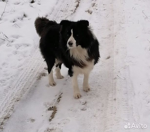 Бордер колли вязка