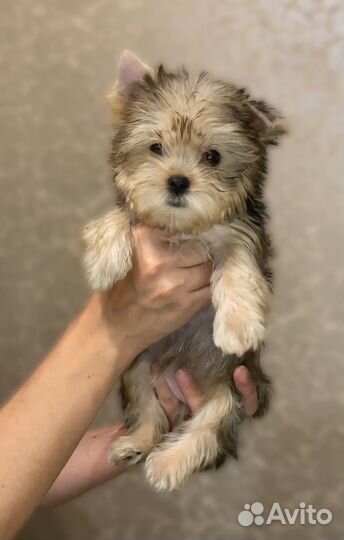 Цветные йорки