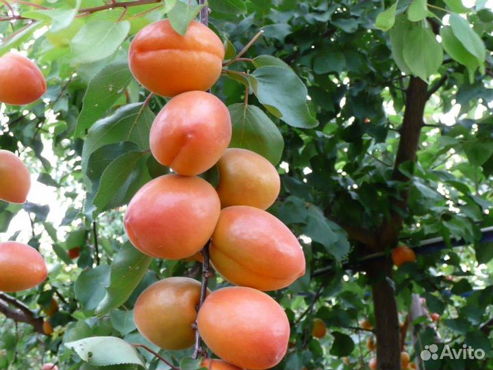 Абрикос, персик, колоновидные -саженцы