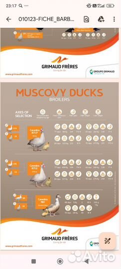 Яйцо мускусной утки Гриммо