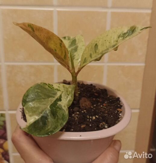 Фикус шривериана