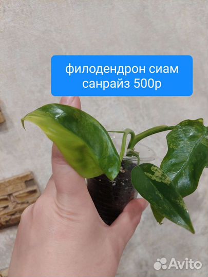 Монстера альба, филодендрон