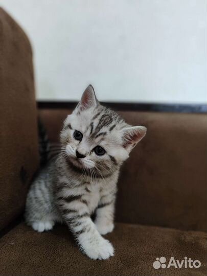 Кошки шотландцы