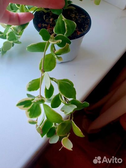 Мелколистные (и не только) хойи