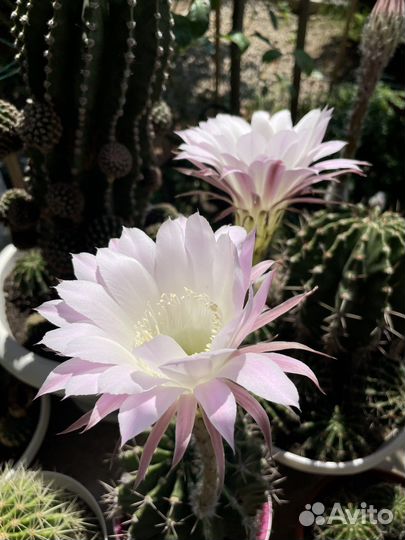 Кактусы и суккуленты