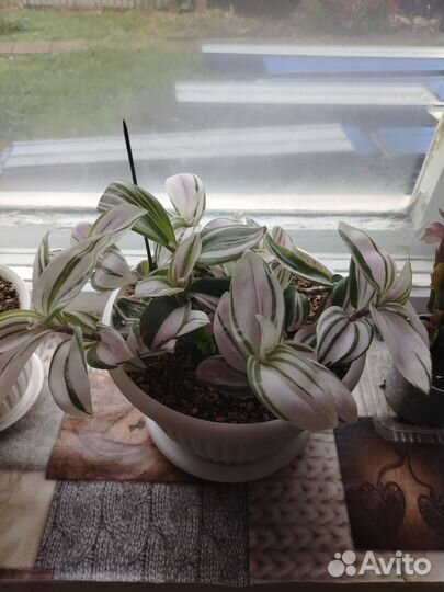 Традесканция