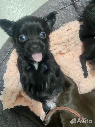 Щенки чихуахуа