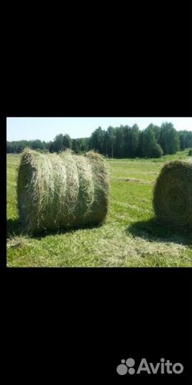 Сено суходол