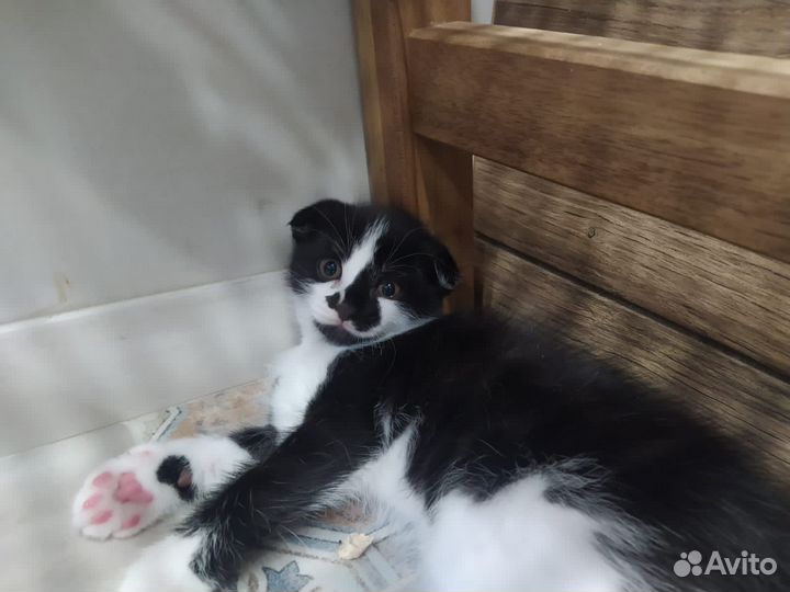 Котята-мальчики ищут дом