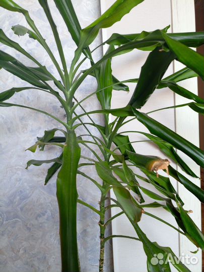 Комнатные цветы драцена