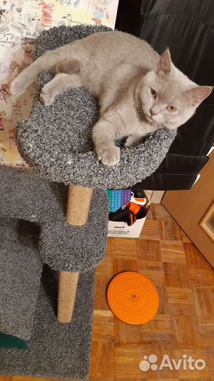 Домик для кошки