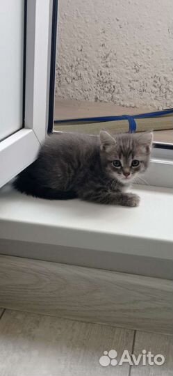 Отдам котят