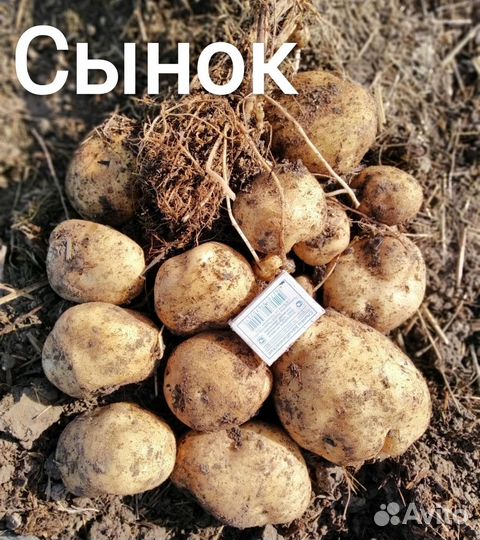 Картофель сынок