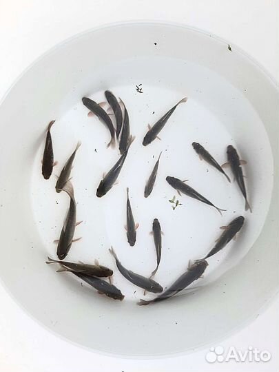 Живец карась