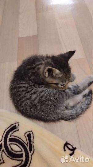 Кошка в дар бесплатно