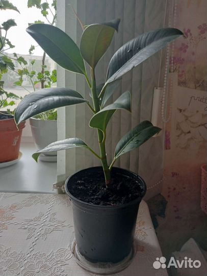 Фикус Эластика Мелани