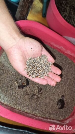 Личинки черной львинки