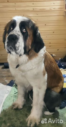 Продам щенков московской сторожевой