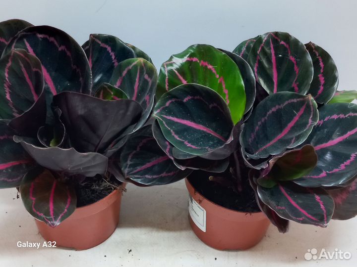 Калатея розеопикта дотти